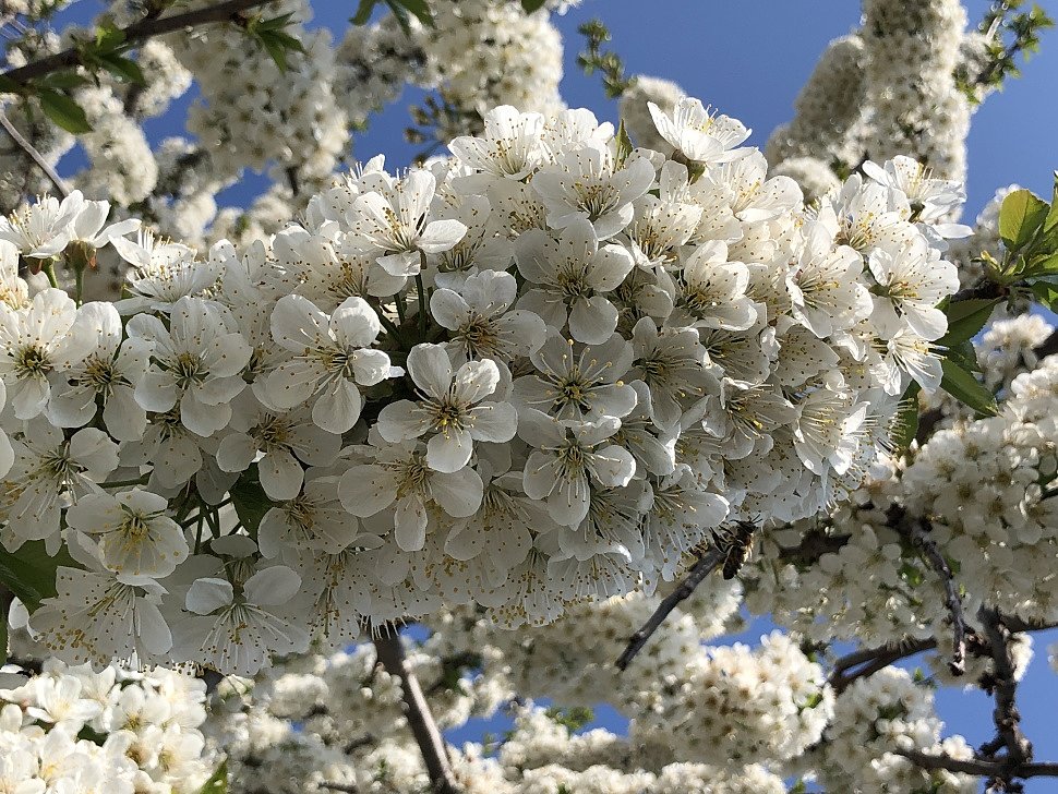 30.04.2020 - Blossom of cherry, plum, pear and sakura trees on the north shore of Balaton lake.